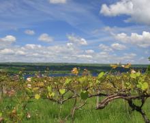 Finger Lakes Vineyard